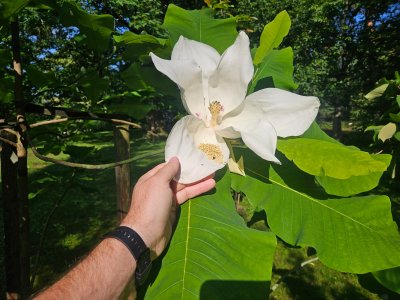 Magnolia macrophylla ssp. Ashei - šácholan velkolistý 